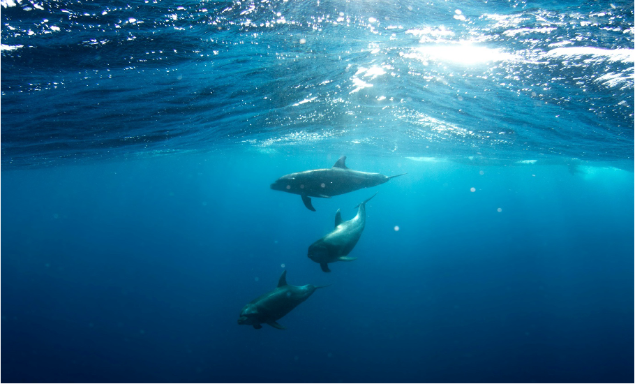 image - Sea Shepherd Close-up: Why active marine conservation needs storytelling